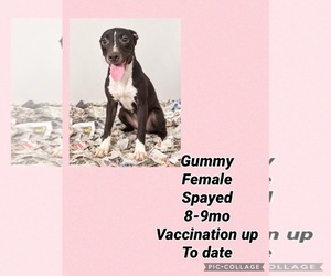 Dalmatian-Whippet Mix Dogs for adoption in Virginia Beach, VA, USA