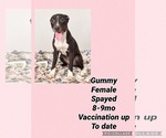 Gummy - Female Dalmatian-Whippet Mix Dog for Adoption - Small photo
