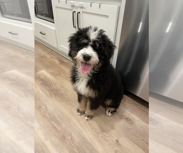 Medium Photo #4 Bernedoodle-Bernese Mountain Dog Mix Puppy For Sale in CANTON, GA, USA
