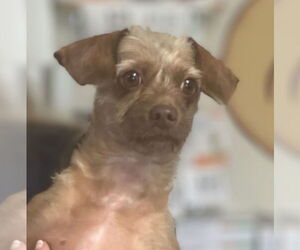 Chihuahua-Unknown Mix Dogs for adoption in Oakland Park, FL, USA