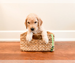 Puppy Draco Goldendoodle