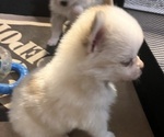 Small Photo #12 Pomsky Puppy For Sale in GOLDEN VALLEY, AZ, USA