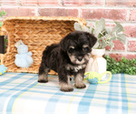 Image preview for Ad Listing. Nickname: Winnie