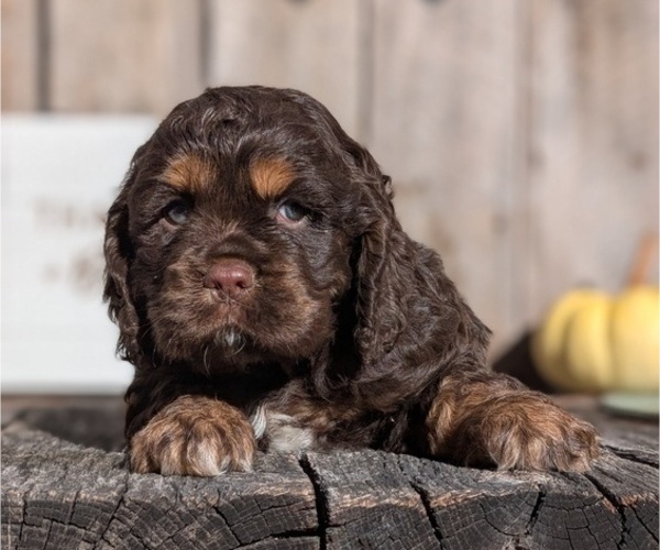 Medium Photo #8 Cocker Spaniel Puppy For Sale in GOSHEN, IN, USA