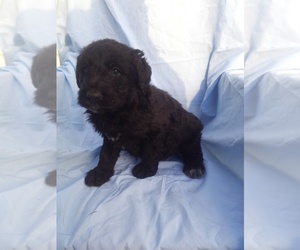 Shepadoodle Puppy for sale in MIDDLEBURG, PA, USA