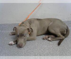 American Pit Bull Terrier Dogs for adoption in Pasadena, TX, USA