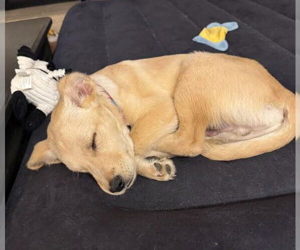 Medium Photo #4 Labrador Retriever-Unknown Mix Puppy For Sale in San Diego, CA, USA