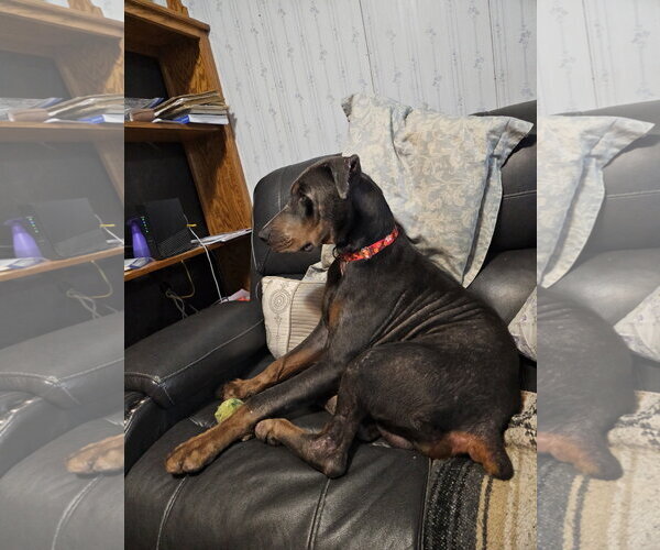 Medium Photo #11 Doberman Pinscher Puppy For Sale in Minneaoplis, MN, USA