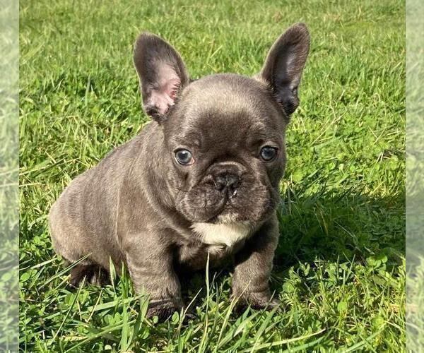 Medium Photo #2 French Bulldog Puppy For Sale in BROOKLYN, NY, USA