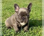 Small #1 French Bulldog