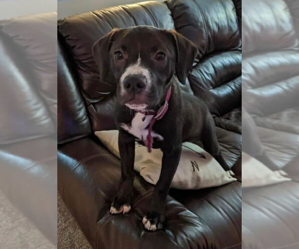 Medium Photo #7 Labrador Retriever-Unknown Mix Puppy For Sale in Germantown, OH, USA