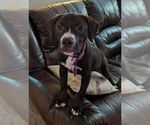 Small #6 Labrador Retriever Mix