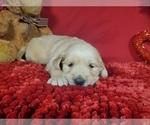 Puppy 2 Golden Retriever