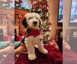 Small Photo #44 Old English Sheepdog Puppy For Sale in WILMINGTON, OH, USA