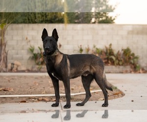 Father of the Belgian Malinois puppies born on 06/23/2025