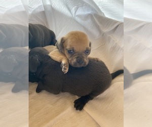 Puggle Puppy for sale in CAVE CITY, KY, USA