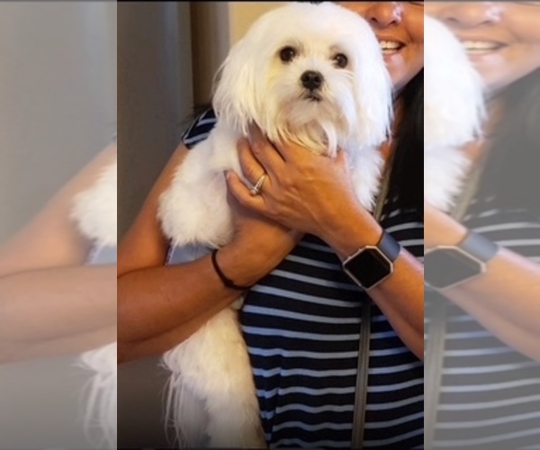 Medium Photo #1 Maltese Puppy For Sale in DELTONA, FL, USA
