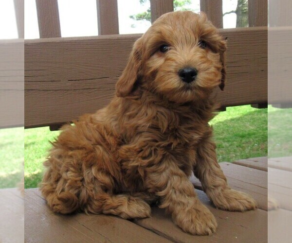Medium Photo #3 Goldendoodle (Miniature) Puppy For Sale in THORP, WI, USA