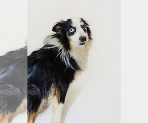 Australian Shepherd Dogs for adoption in York, SC, USA