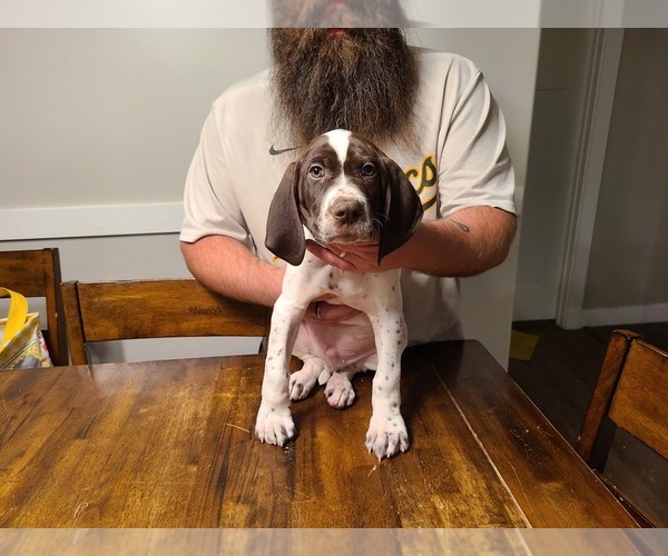 Medium Photo #4 German Shorthaired Pointer Puppy For Sale in HELENA, MT, USA