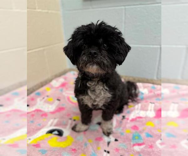 Medium Photo #1 Shih-Poo Puppy For Sale in Brighton, CO, USA