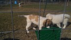Small Photo #15 Anatolian Shepherd-Great Pyrenees Mix Puppy For Sale in CALVIN, OK, USA