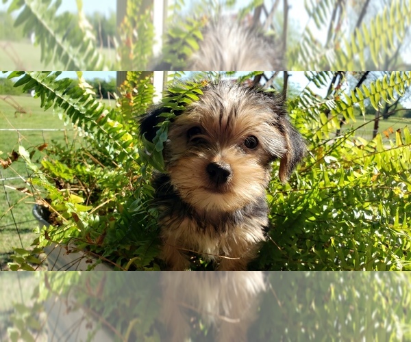 Medium Photo #23 Shorkie Tzu Puppy For Sale in NEVADA, TX, USA