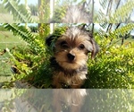 Small Photo #23 Shorkie Tzu Puppy For Sale in NEVADA, TX, USA