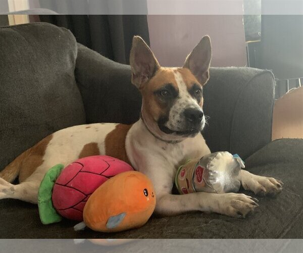 Medium Photo #5 Mutt Puppy For Sale in Sanford, FL, USA