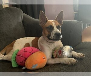 Norma - Female Mutt Dog for Adoption - Photo #5