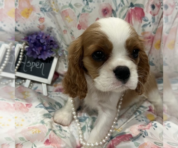 Medium Photo #4 Cavalier King Charles Spaniel Puppy For Sale in ABILENE, TX, USA