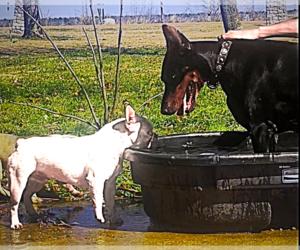 Doberman Pinscher Dog for Adoption in CALDWELL, Texas USA