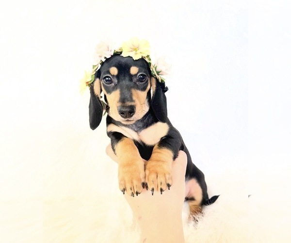 Medium Photo #6 Dachshund Puppy For Sale in DAVIS, CA, USA