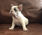 Small Photo #1 French Bulldog Puppy For Sale in YORBA LINDA, CA, USA