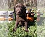 Small Photo #2 Labrador Retriever Puppy For Sale in NEOLA, WV, USA