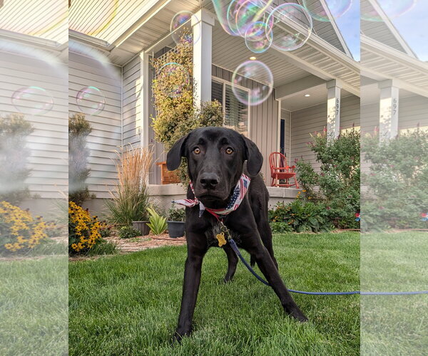 Medium Photo #2 Labrador Retriever-Unknown Mix Puppy For Sale in Sandy, UT, USA