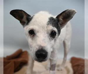 Mutt Dogs for adoption in Fort Collins, CO, USA