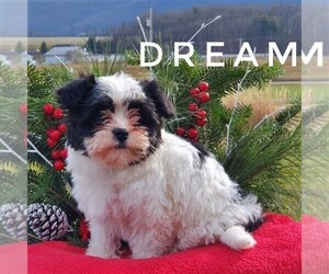 Havanese Puppy for sale in MILLERSBURG, PA, USA