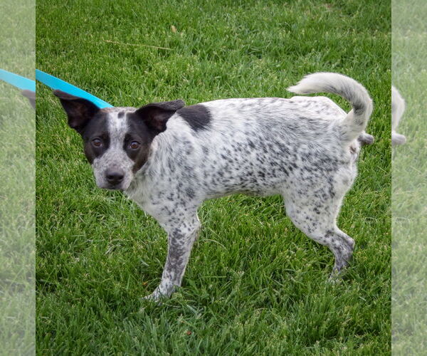 Medium Photo #2 Border Collie-Unknown Mix Puppy For Sale in Huntley, IL, USA