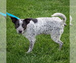 Small #1 Border Collie Mix