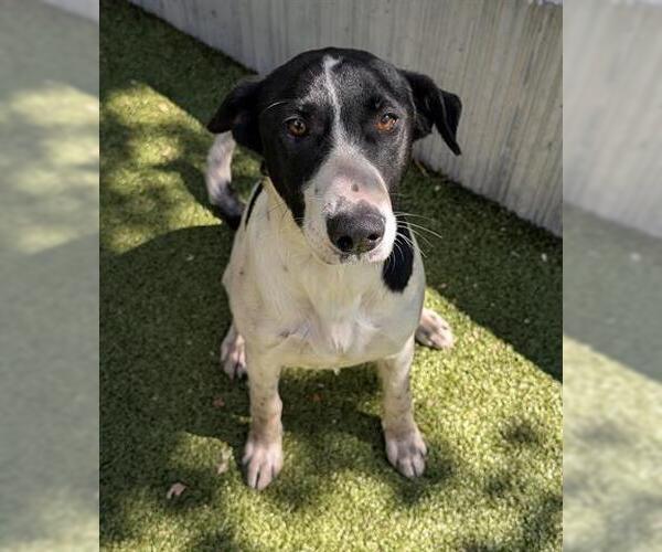 Medium Photo #1 Border Collie-Unknown Mix Puppy For Sale in San Martin, CA, USA