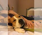 Small #8 American Pit Bull Terrier-Bull Terrier Mix