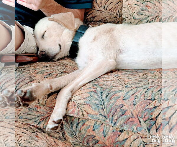 Medium Photo #6 Labrador Retriever-Retriever  Mix Puppy For Sale in Washington, DC, USA
