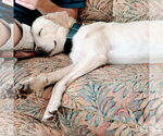 Small #5 Labrador Retriever-Retriever  Mix