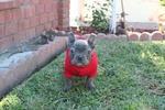 Small Photo #1 French Bulldog Puppy For Sale in FIRESTONE PARK, CA, USA
