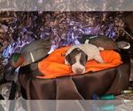 Small Photo #59 German Shorthaired Pointer Puppy For Sale in EVANSVILLE, WY, USA