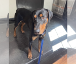 Small #5 Doberman Pinscher