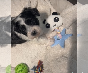 ShihPoo Puppy for sale in LAGRANGE, GA, USA