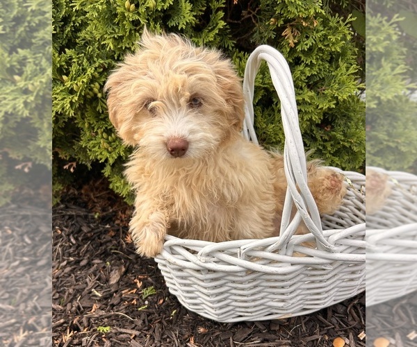Medium Photo #5 Poo-Ton Puppy For Sale in MIDDLEBURY, IN, USA