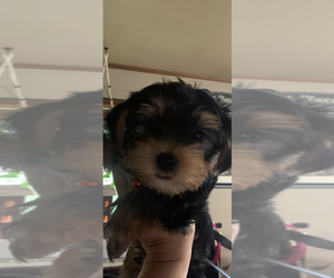 Yorkshire Terrier Puppy for sale in SANDWICH, IL, USA